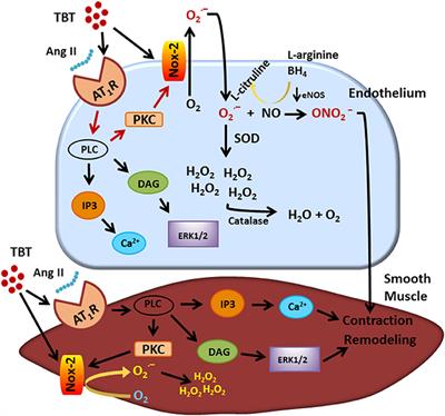 Tributyltin and Vascular Dysfunction: The Role of Oxidative Stress